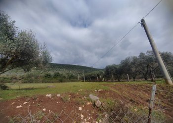 Foto 5 - Terreno agricolo Via Stradone Delle Grotte, Priverno - foto 5