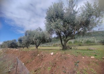 Foto 3 - Terreno agricolo Via Stradone Delle Grotte, Priverno - foto 3