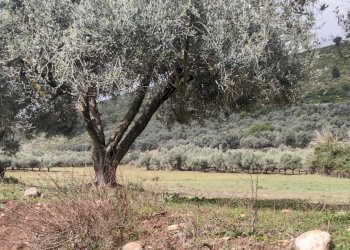 Foto 4 - Terreno agricolo Via Stradone Delle Grotte, Priverno - foto 4