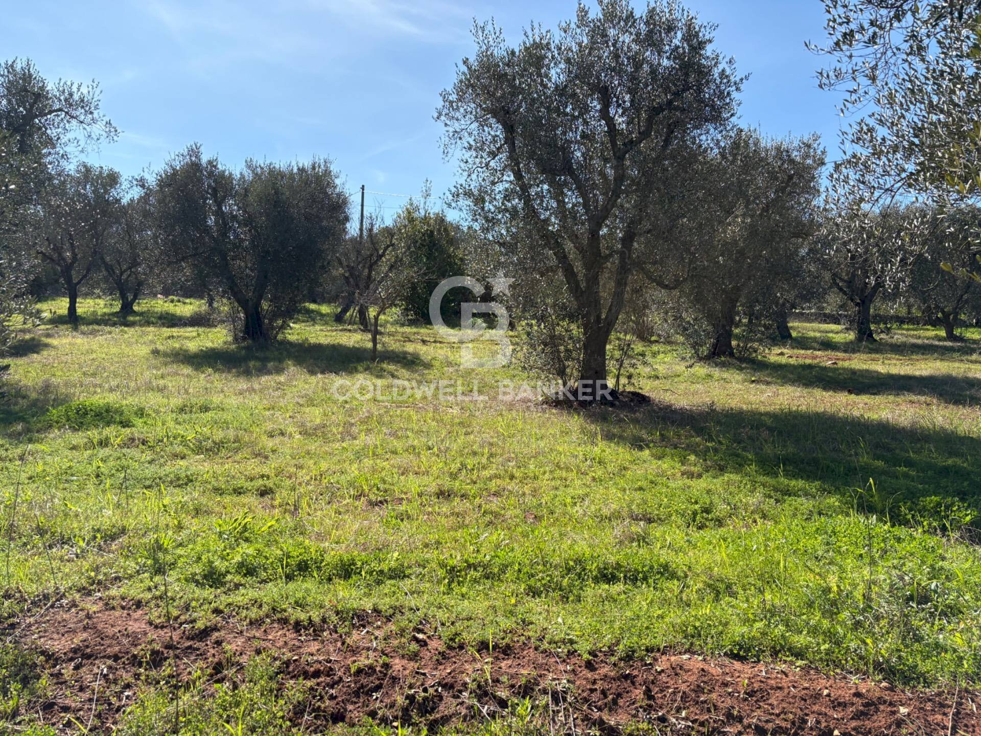 Foto 2 - Terreno agricolo contrada montelotorto, Ostuni - foto 2