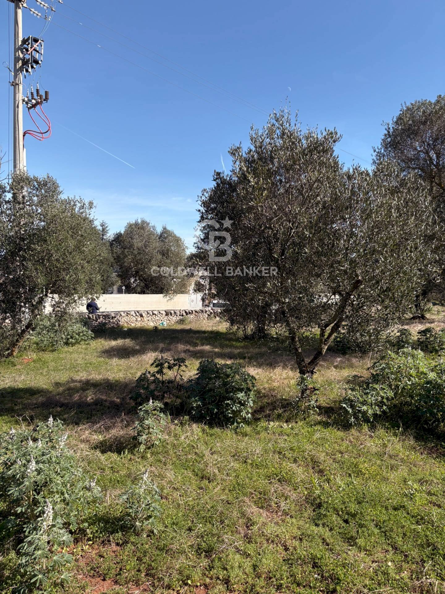 Foto 3 - Terreno agricolo contrada montelotorto, Ostuni - foto 3