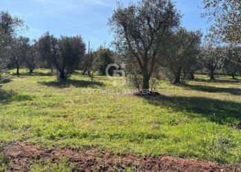 Foto 2 - Terreno agricolo contrada montelotorto, Ostuni - foto 2