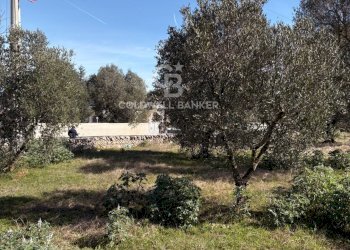 Foto 3 - Terreno agricolo contrada montelotorto, Ostuni - foto 3