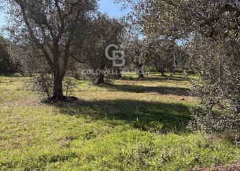 Foto 4 - Terreno agricolo contrada montelotorto, Ostuni - foto 4