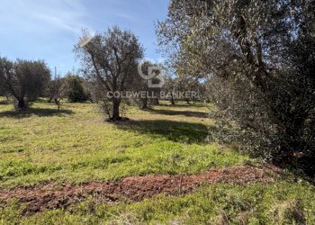 Foto 5 - Terreno agricolo contrada montelotorto, Ostuni - foto 5