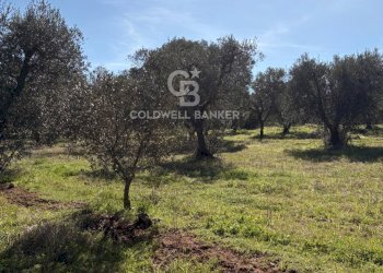 Foto 6 - Terreno agricolo contrada montelotorto, Ostuni - foto 6