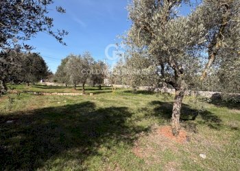 Foto 8 - Terreno agricolo contrada montelotorto, Ostuni - foto 8