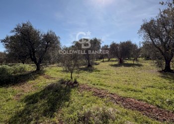 Foto 9 - Terreno agricolo contrada montelotorto, Ostuni - foto 9