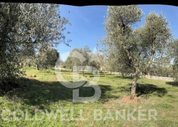 Foto 10 - Terreno agricolo contrada montelotorto, Ostuni - foto 10