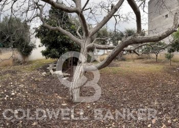 Foto 10 - Building land Viale Foggia
 
snc, Carovigno - photo 10