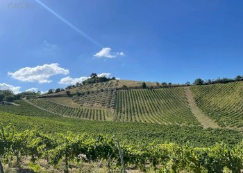 Foto 3 - Terreno agricolo contrada san savino, Ripatransone - foto 3