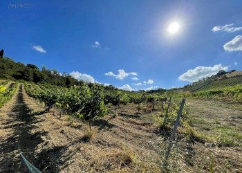 Foto 9 - Terreno agricolo contrada san savino, Ripatransone - foto 9