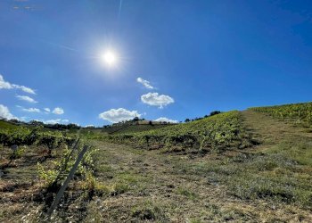 Foto 30 - Terreno agricolo contrada san savino, Ripatransone - foto 30