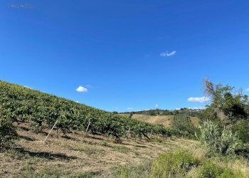 Foto 32 - Terreno agricolo contrada san savino, Ripatransone - foto 32