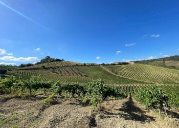 Foto 35 - Terreno agricolo contrada san savino, Ripatransone - foto 35