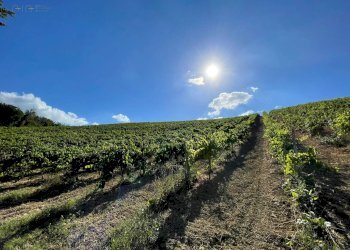 Foto 36 - Terreno agricolo contrada san savino, Ripatransone - foto 36