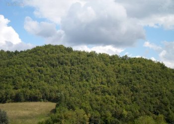 Foto 7 - Terreno agricolo C.da Collicelli, Amandola - foto 7