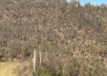 Foto 14 - Terreno agricolo C.da Collicelli, Amandola - foto 12