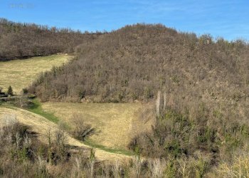 Foto 16 - Terreno agricolo C.da Collicelli, Amandola - foto 14