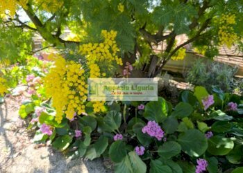 Foto 30 - Independent house località san michele, Perinaldo - photo 30