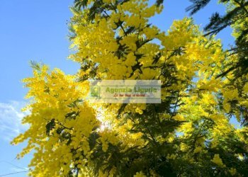 Foto 31 - Independent house località san michele, Perinaldo - photo 31