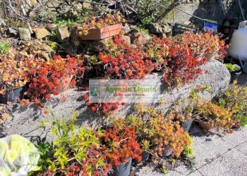 Foto 36 - Independent house località san michele, Perinaldo - photo 36