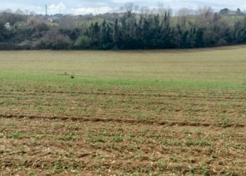 Foto 2 - Building land strada statale 602, Spoltore - photo 2