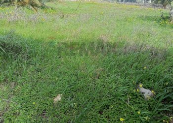 Giardino - Agricultural land Contrada San Leone, SS.385 Km 15
 
snc, Lentini - photo 2