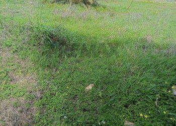 Giardino - Agricultural land Contrada San Leone, SS.385 Km 15
 
snc, Lentini - photo 8