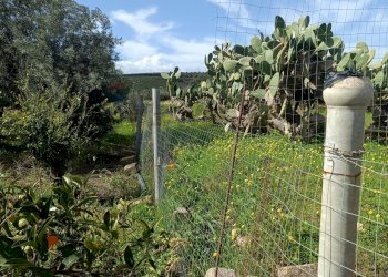 Giardino - Agricultural land Contrada San Leone, SS.385 Km 15
 
snc, Lentini - photo 10