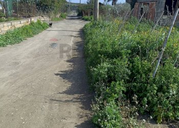Giardino - Agricultural land Contrada San Leone, SS.385 Km 15
 
snc, Lentini - photo 24