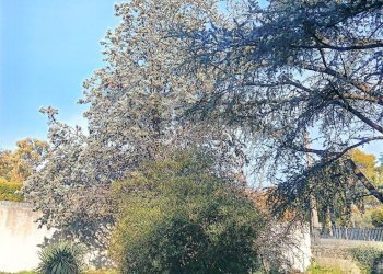 Giardino - Villa via Tarderia
 
89, Pedara - foto 10