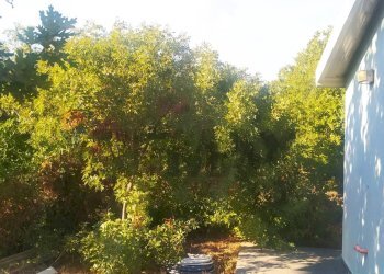 Giardino - Rustico Via Fiume
 
snc, Belpasso - foto 5