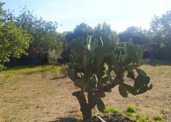 Giardino - Rustico Via Fiume
 
snc, Belpasso - foto 16