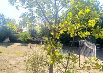 Giardino - Rustico Via Fiume
 
snc, Belpasso - foto 17