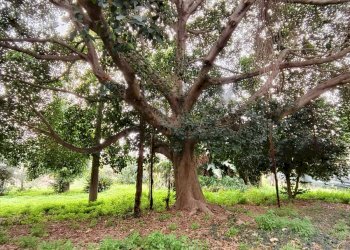 Giardino - Villa via provinciale per santa maria ammalati
 
187, Acireale - foto 14