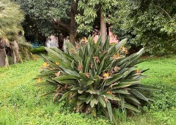 Giardino - Quadrilocale via prov per santa maria ammalati
 
187, Acireale - foto 6