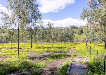 Giardino - Rustico Via Terre Nere
 
183, Motta Sant'Anastasia - foto 23