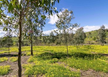 Giardino - Rustico Via Terre Nere
 
183, Motta Sant'Anastasia - foto 5