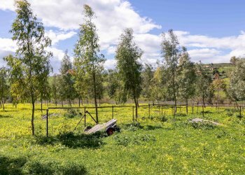 Giardino - Rustico Via Terre Nere
 
183, Motta Sant'Anastasia - foto 26