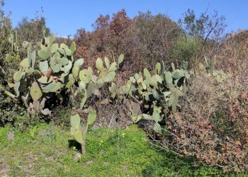 Giardino - Terreno agricolo Contrada scalilli
 
snc, Paterno - foto 6