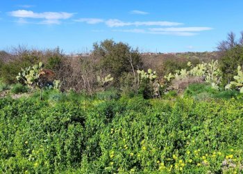 Giardino - Terreno agricolo Contrada scalilli
 
snc, Paterno - foto 8