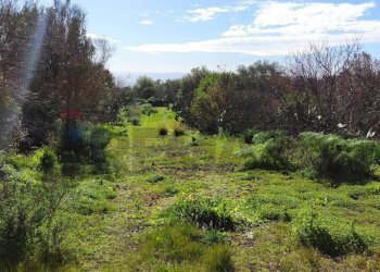 Giardino - Terreno agricolo Contrada scalilli
 
snc, Paterno - foto 12
