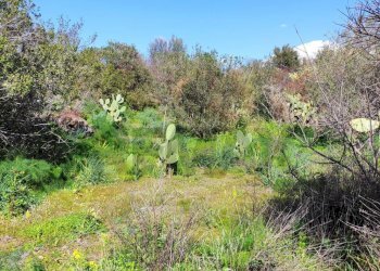 Giardino - Terreno agricolo Contrada scalilli
 
snc, Paterno - foto 13