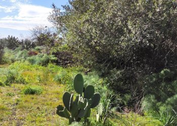 Giardino - Terreno agricolo Contrada scalilli
 
snc, Paterno - foto 14