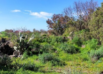 Giardino - Terreno agricolo Contrada scalilli
 
snc, Paterno - foto 15