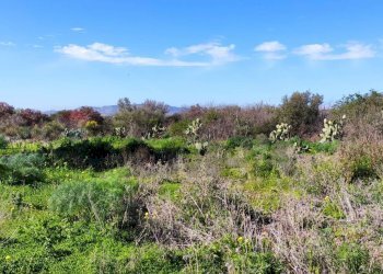 Vista delle montagne - Terreno agricolo Contrada scalilli
 
snc, Paterno - foto 20