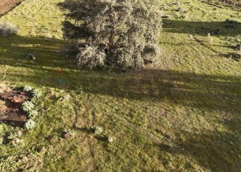 Giardino - Agricultural land contrada vaito
snc, Caltagirone - photo 3