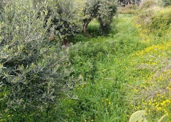 Giardino - Terreno agricolo Via Stazione
 
12, Aci Castello - foto 5