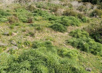 Vista delle montagne - Terreno agricolo Via Stazione
 
12, Aci Castello - foto 8